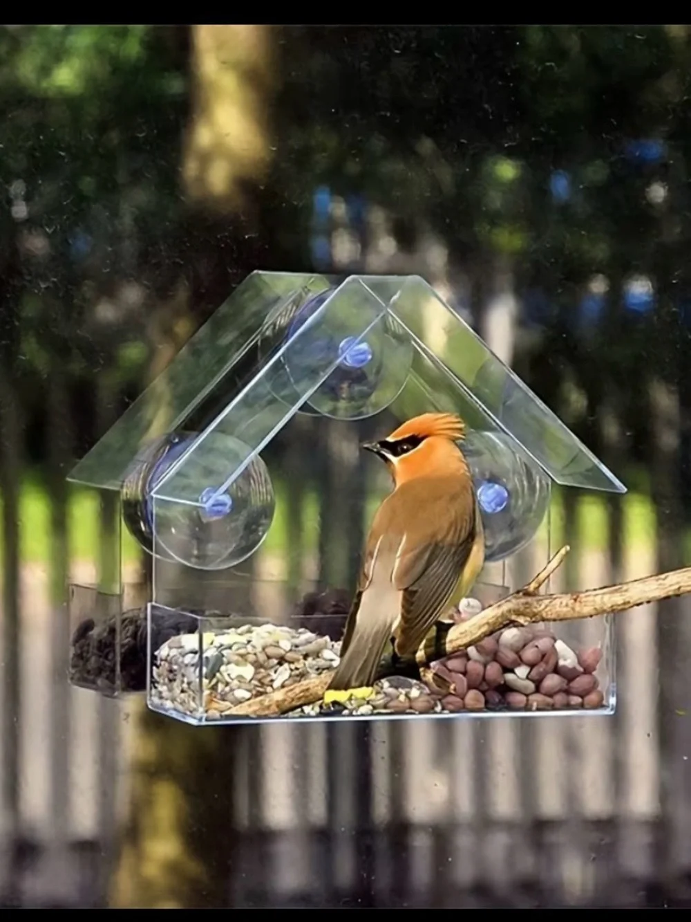 Clear Window-Mount Bird Feeder - Transparent Acrylic